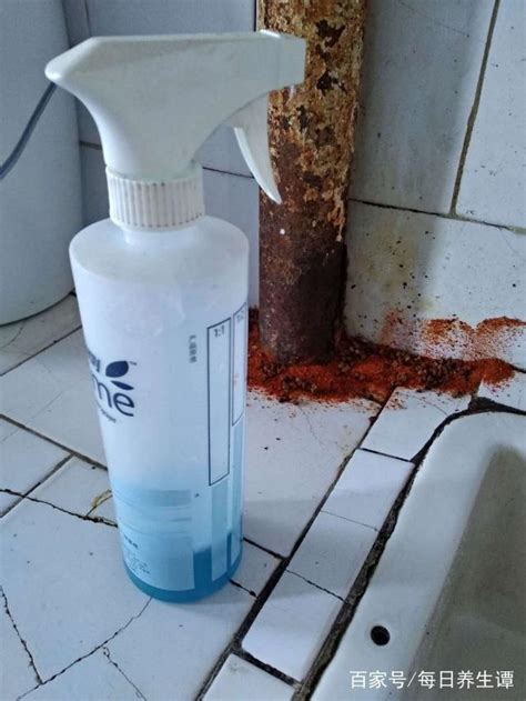 水水晶 廁所有螞蟻原因